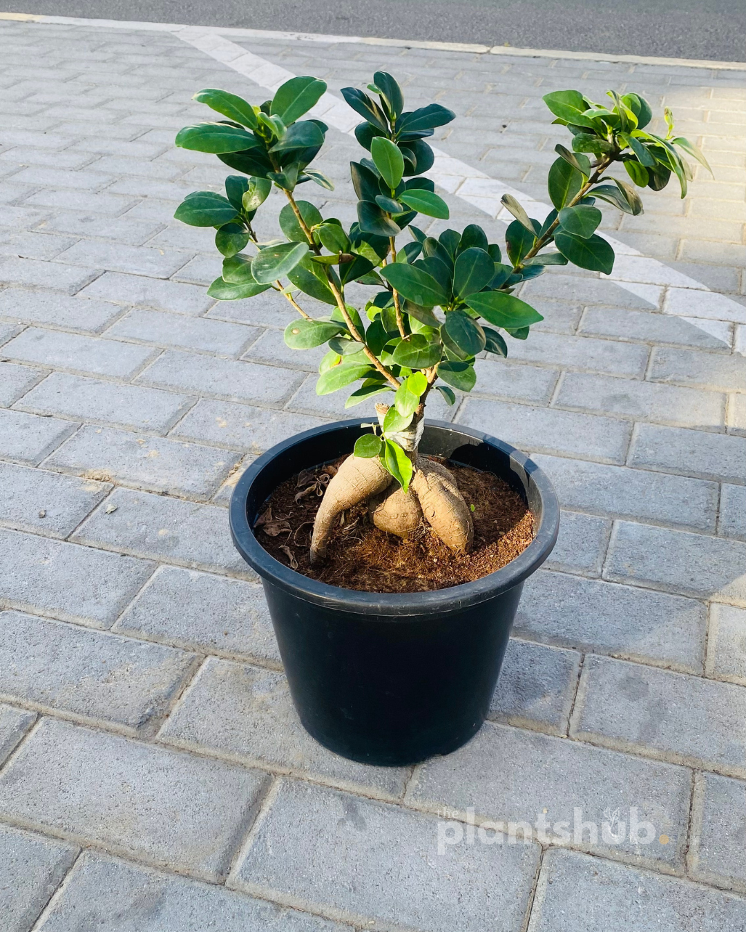 Ficus Bonsai Tree