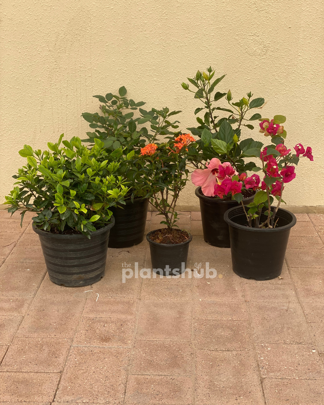 Combo of 5 Blooming plants