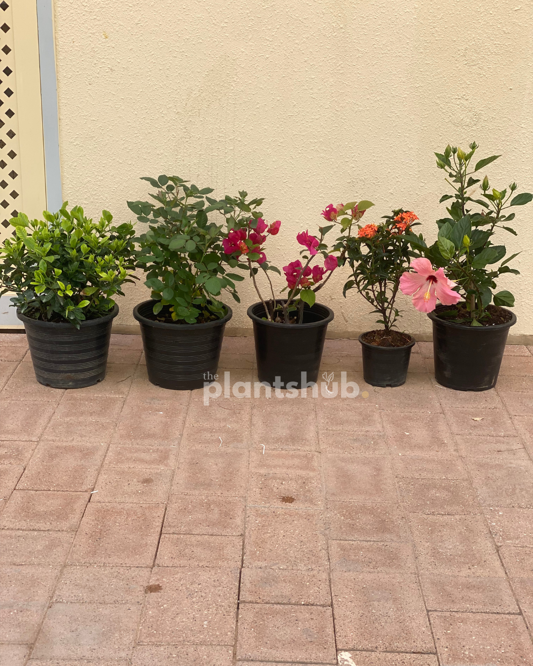 Combo of 5 Blooming plants