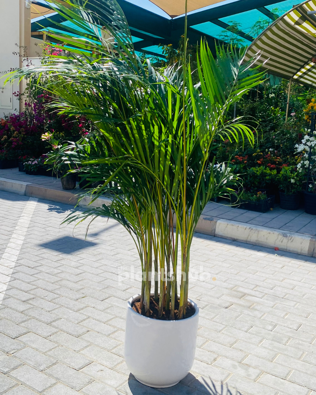 Areca Palm in White Pot