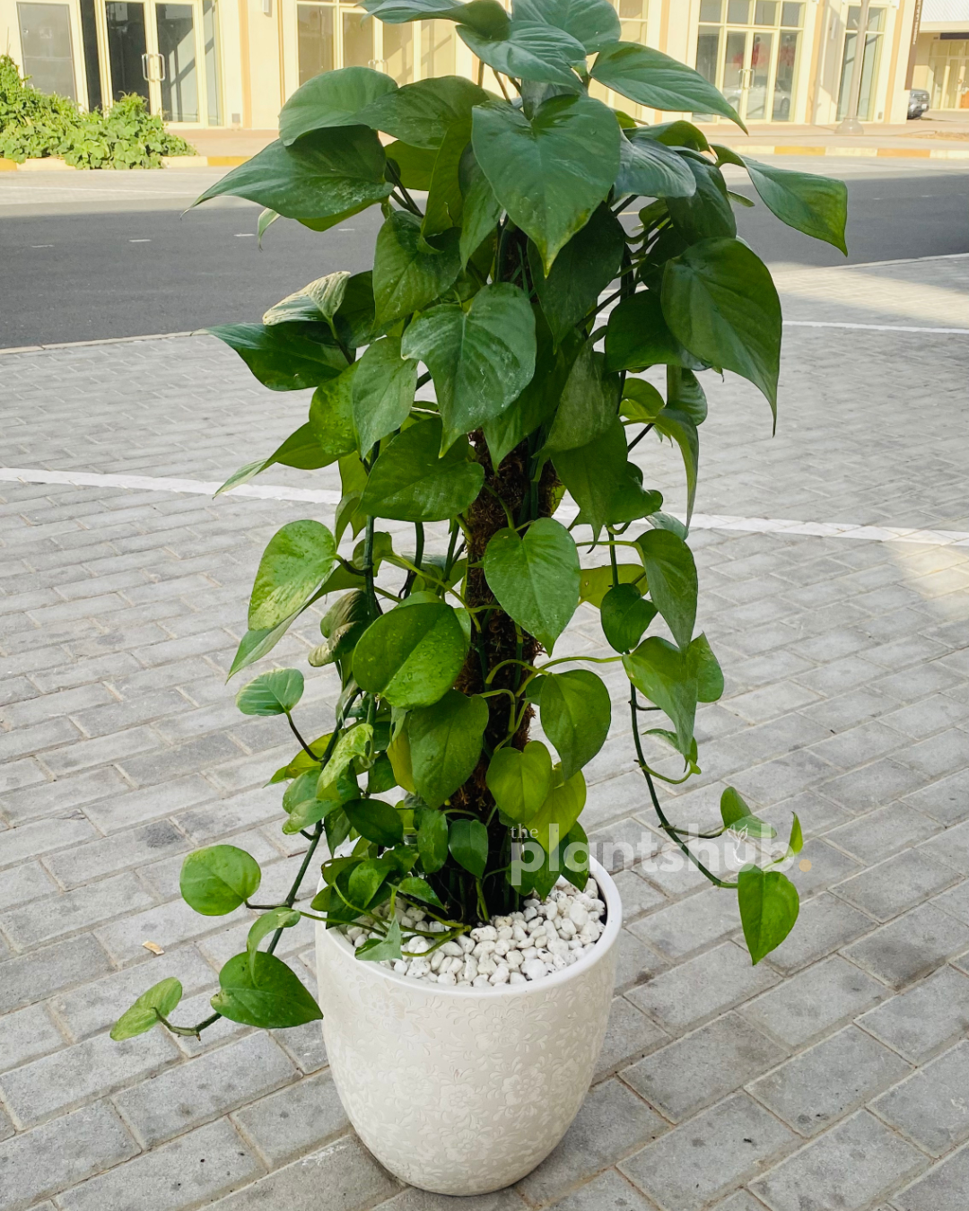 Money Plant in Textured Ceramic Pot