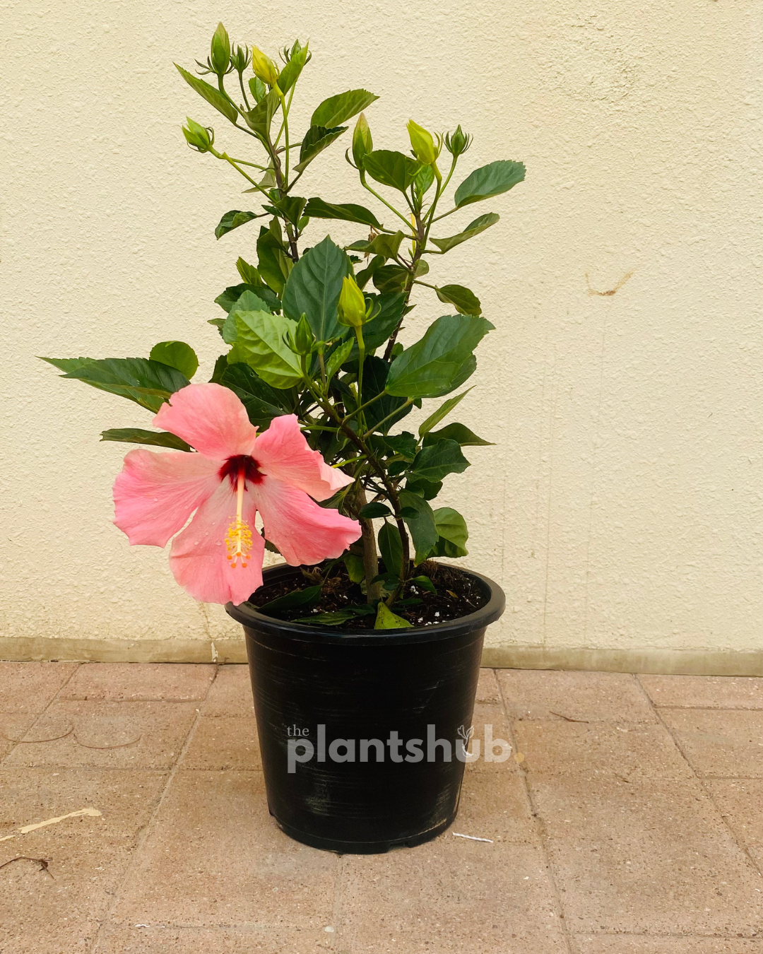 Hibiscus Pink