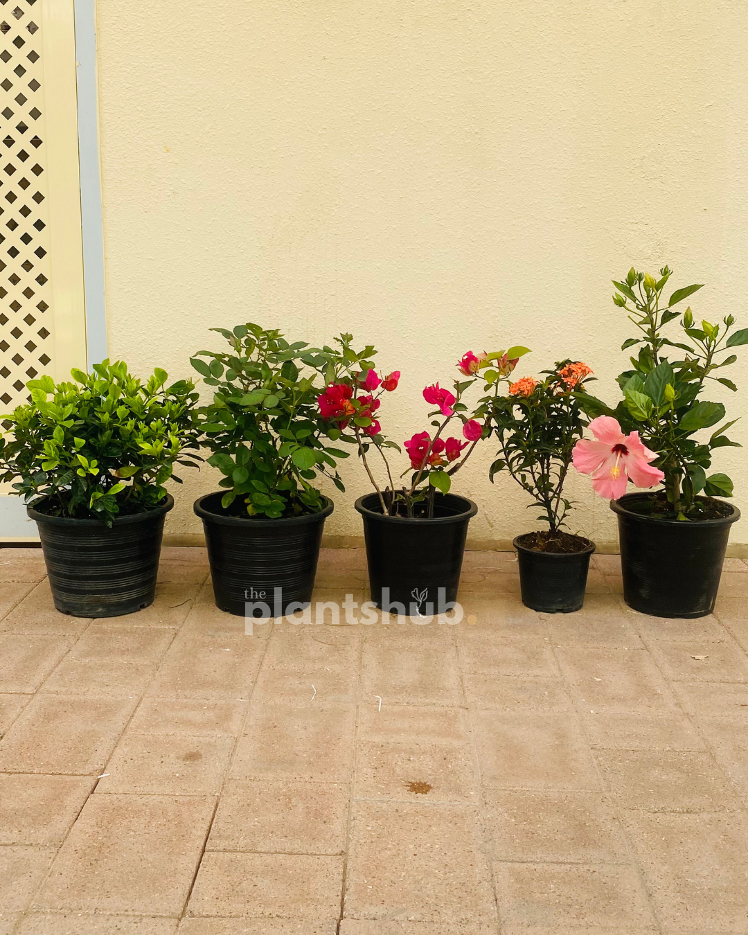 Combo of 5 Blooming plants