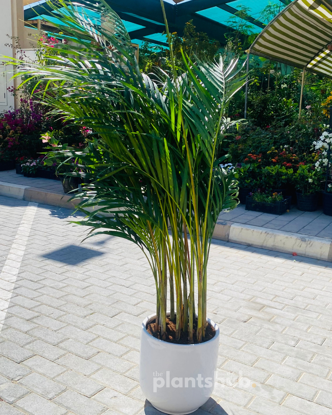 Areca Palm in White Pot