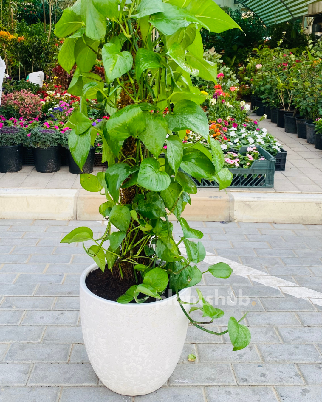 Money Plant in Textured Ceramic Pot