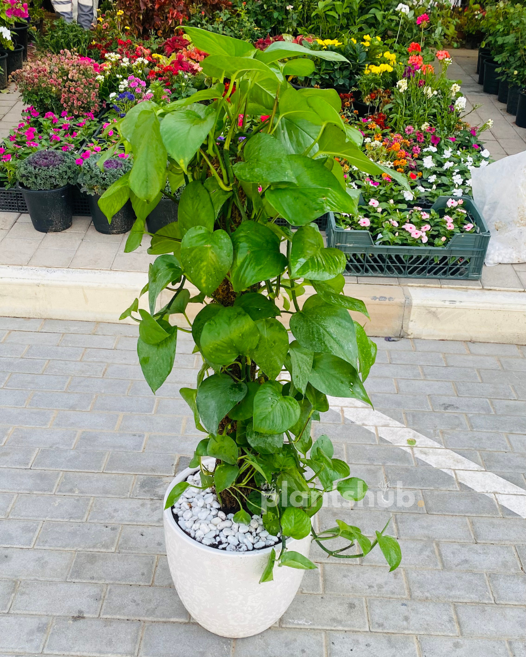 Money Plant in Textured Ceramic Pot