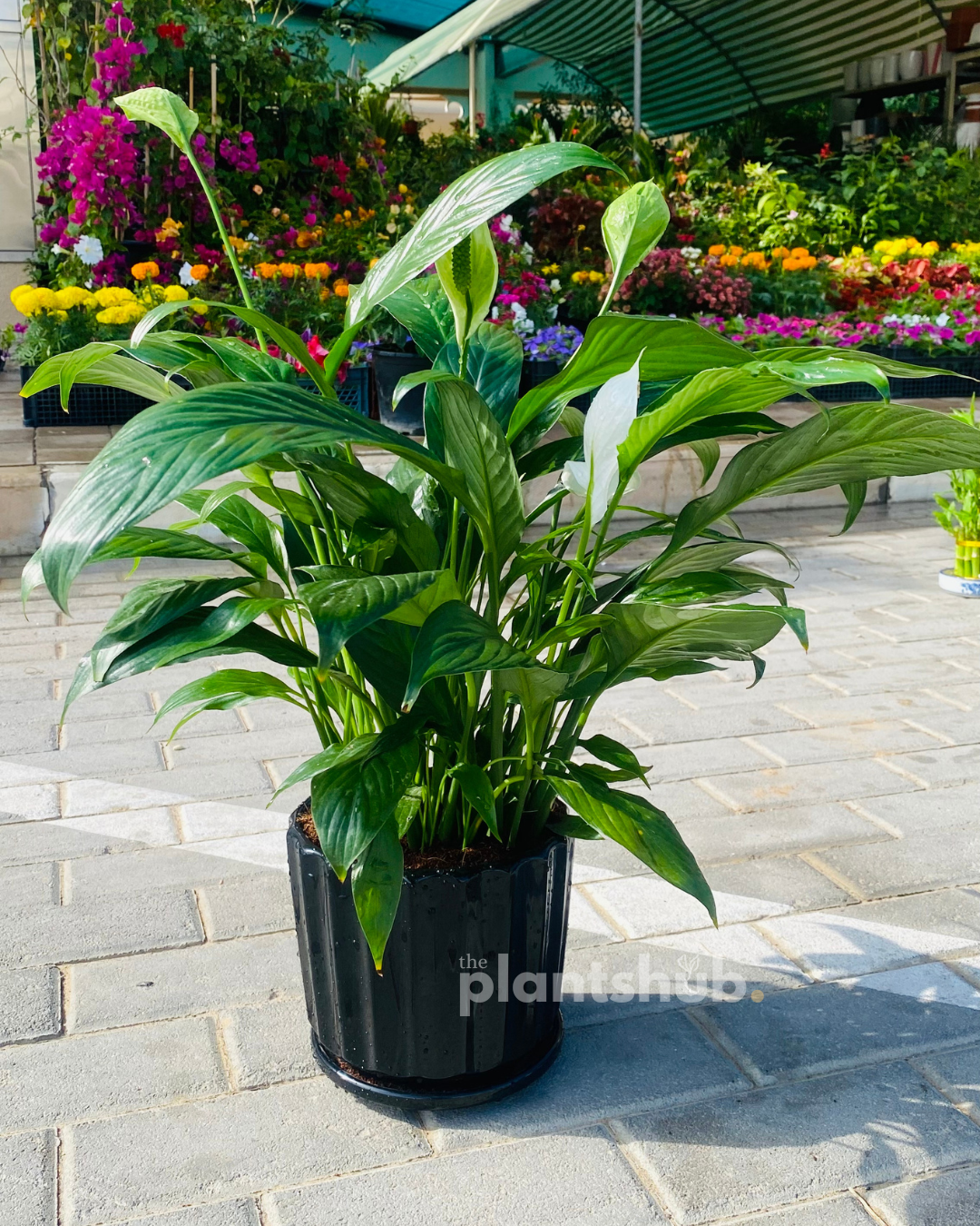 Peace Lilly Medium in Black Pot