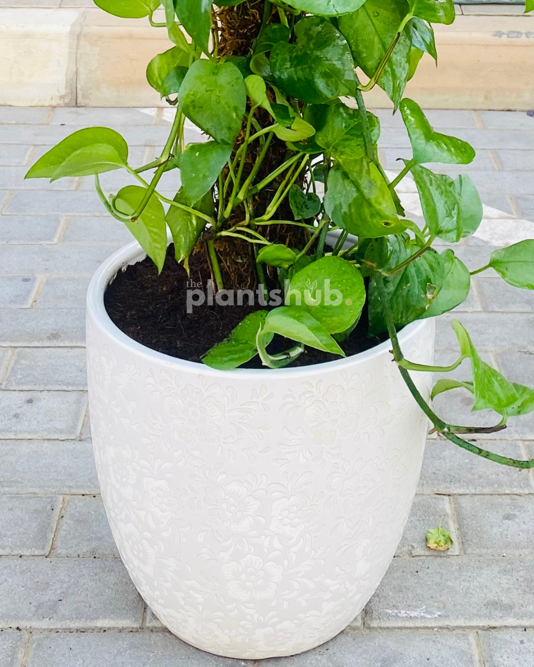 Money Plant in Textured Ceramic Pot