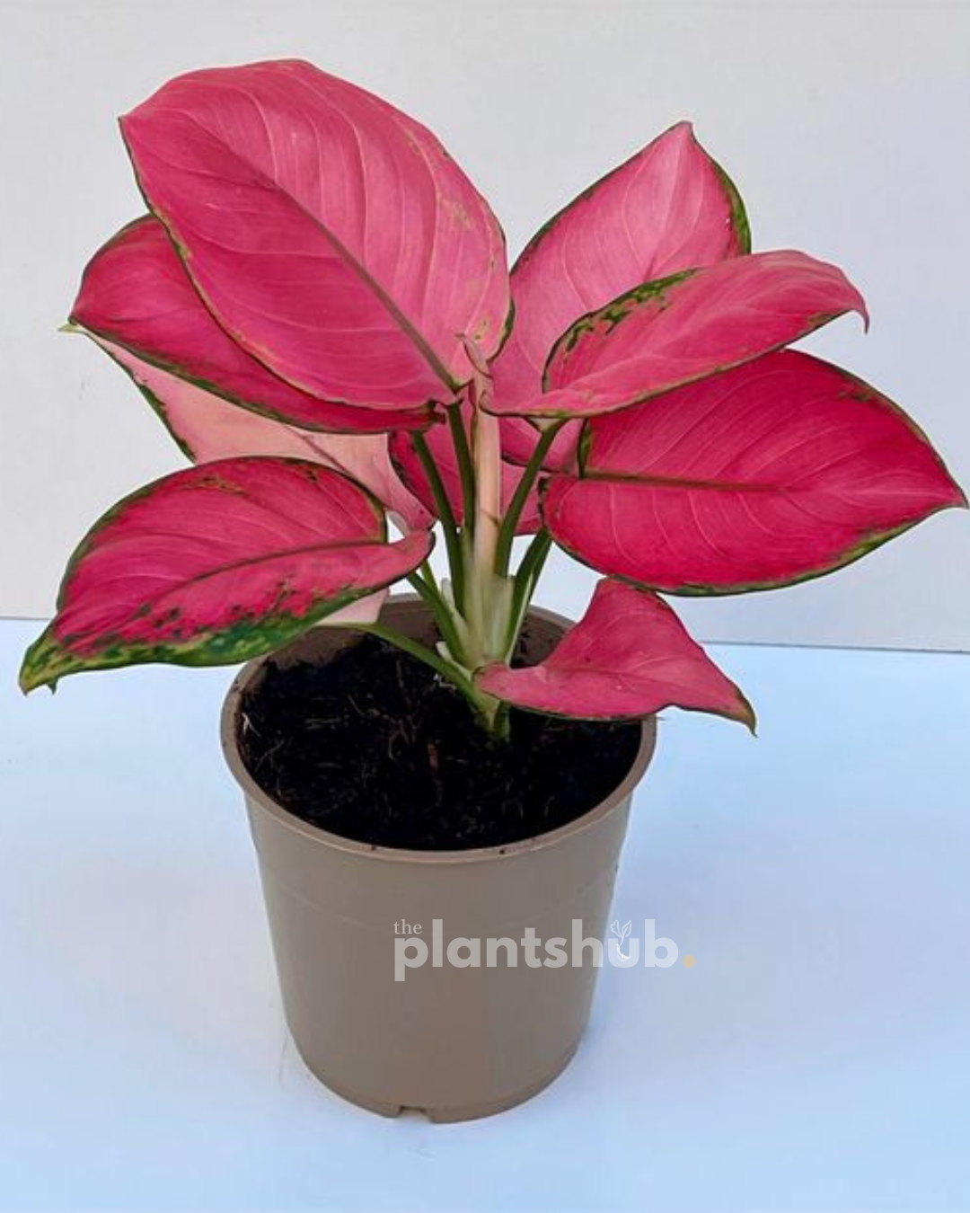 Aglaonema