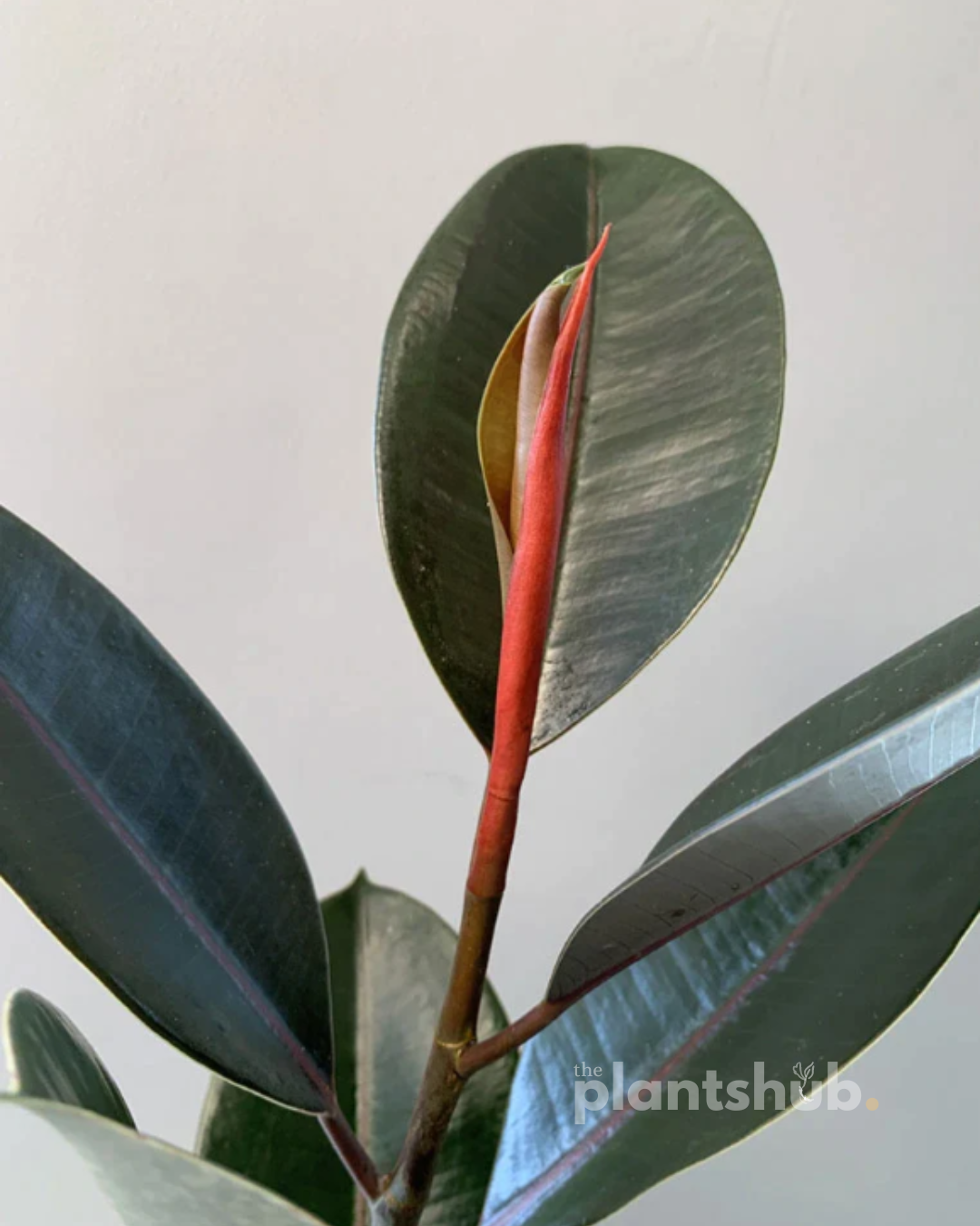 Rubber Plant