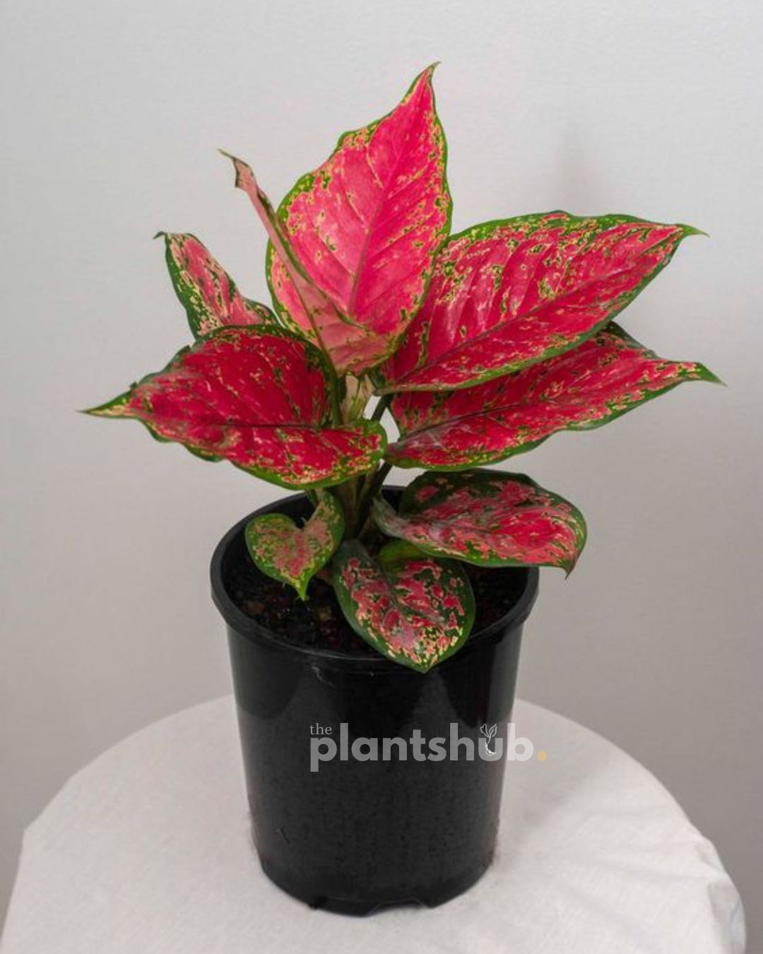 Aglaonema