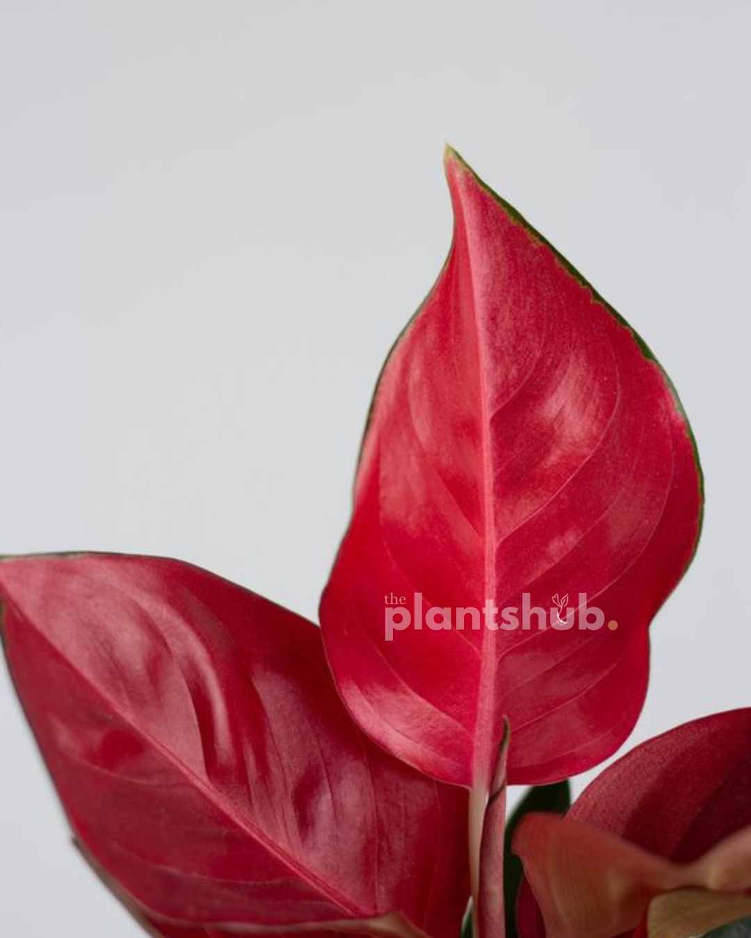 Aglaonema