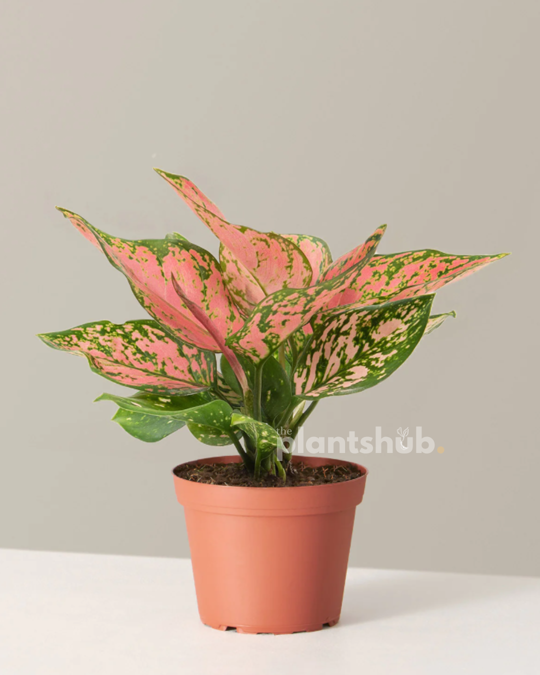 Aglaonema