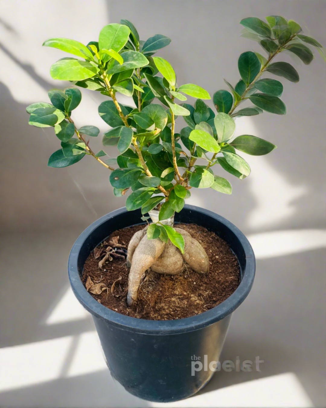 Ficus Bonsai Tree