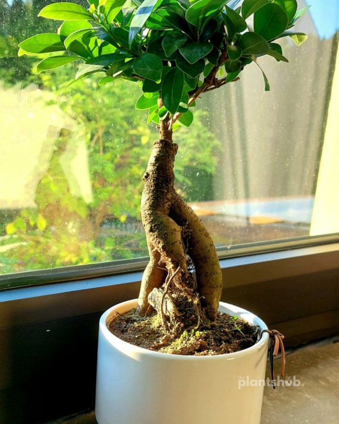 Ficus Bonsai Tree