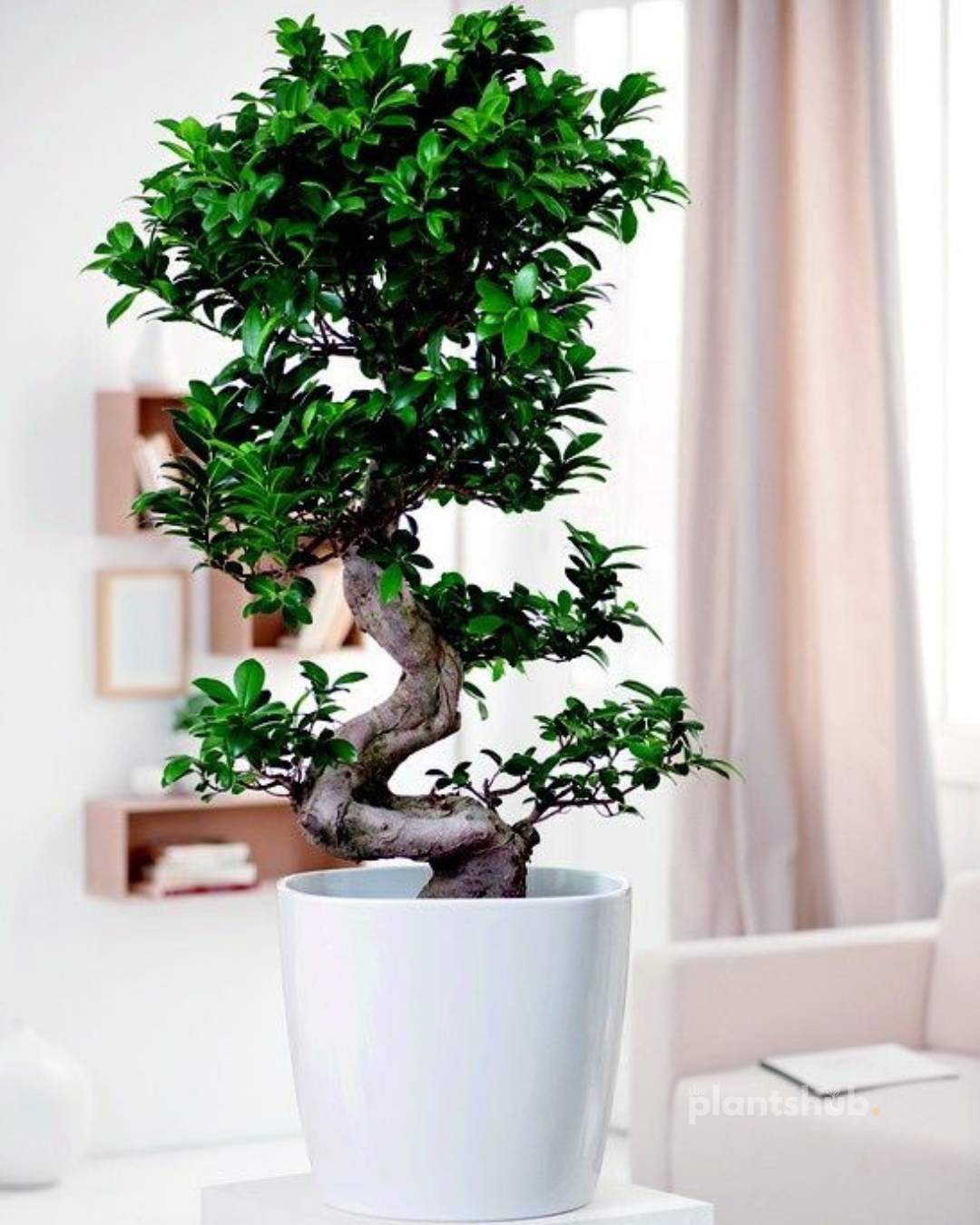 Ficus Bonsai Tree