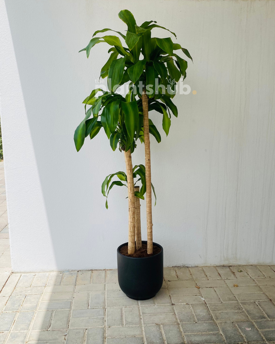 Fortune/Happy Plant Three Stem in Black Pot