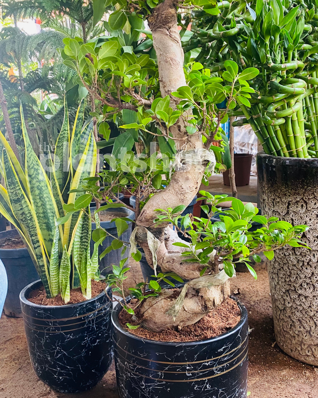 Combo of Snake Plant & Bonsai Large in Black Pot