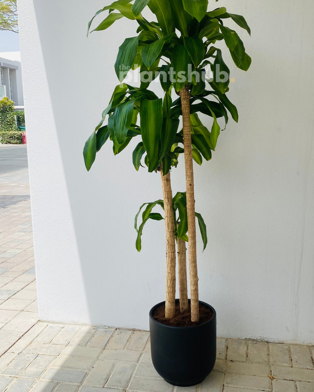 Fortune/Happy Plant Three Stem in Black Pot