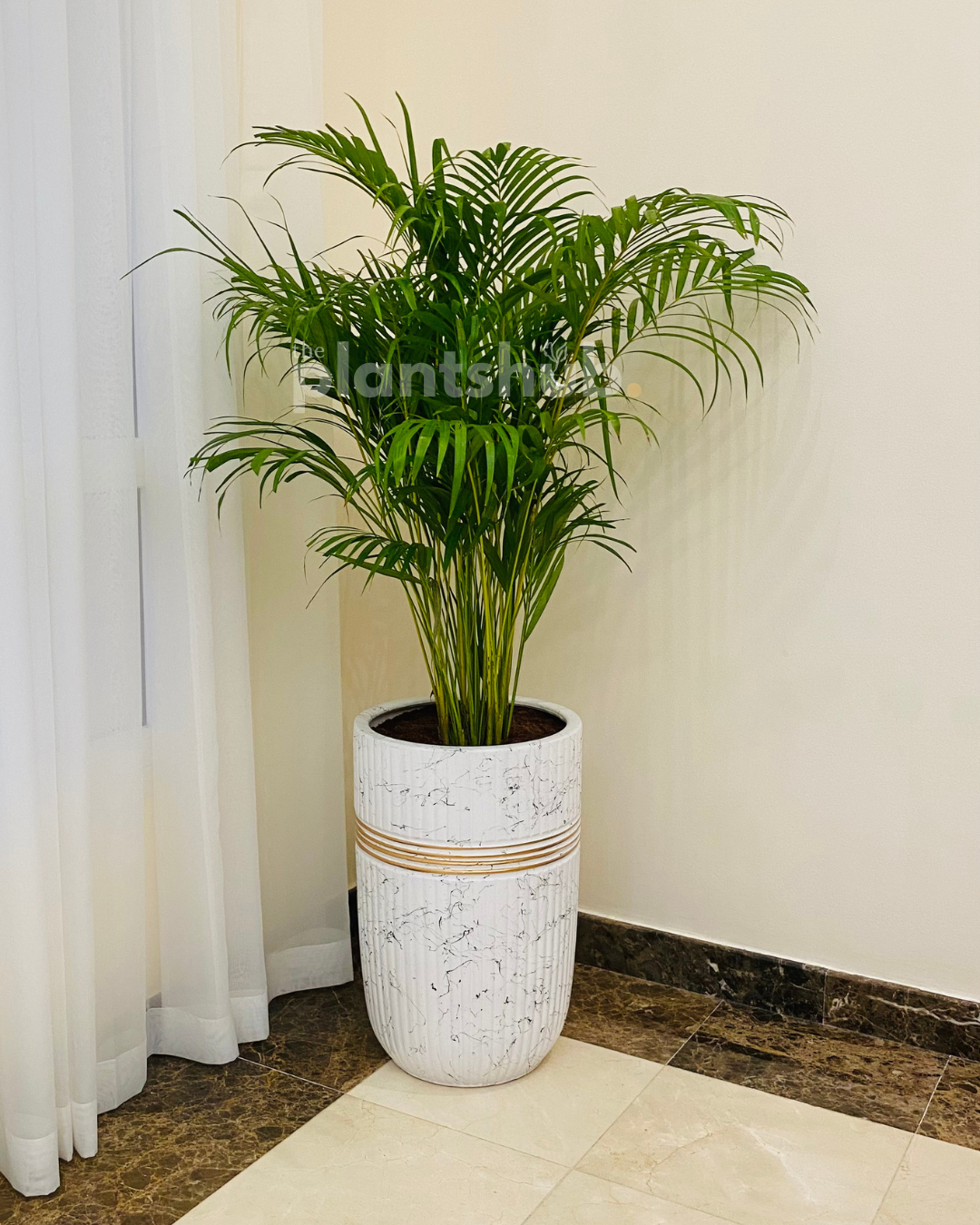 Areca Palm Large in White Copper Pot