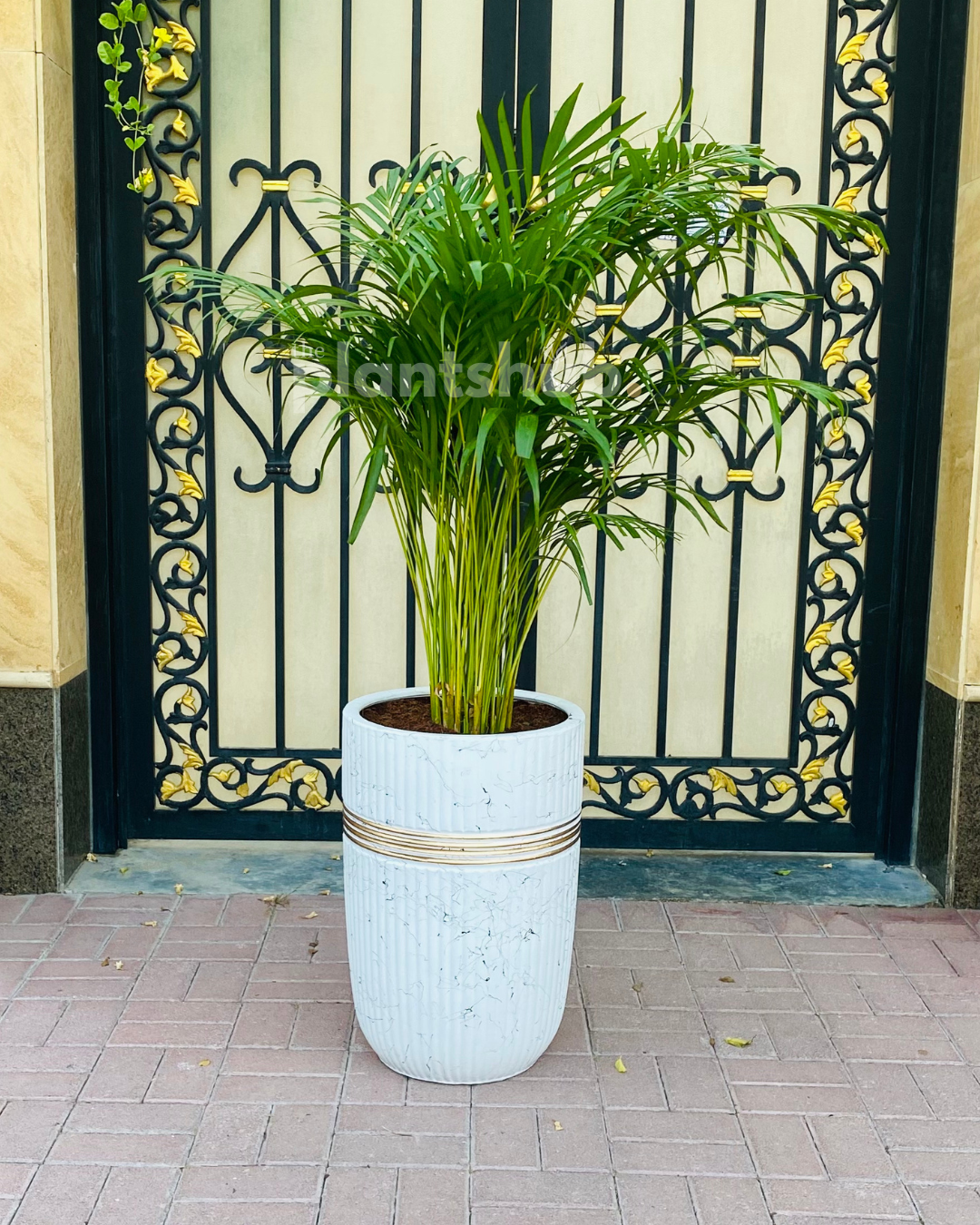 Areca Palm Large in White Copper Pot