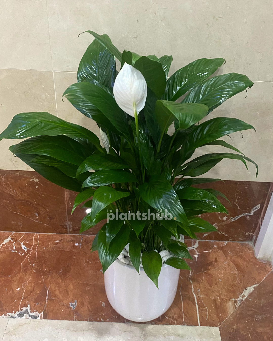 Peace Lilly 60 cm in Ceramic Pot