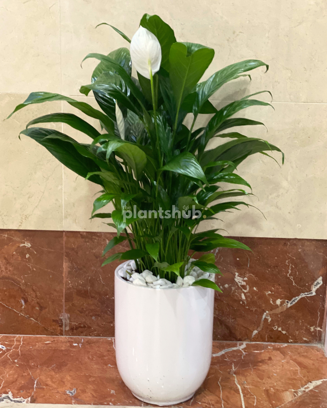 Peace Lilly 60 cm in Ceramic Pot