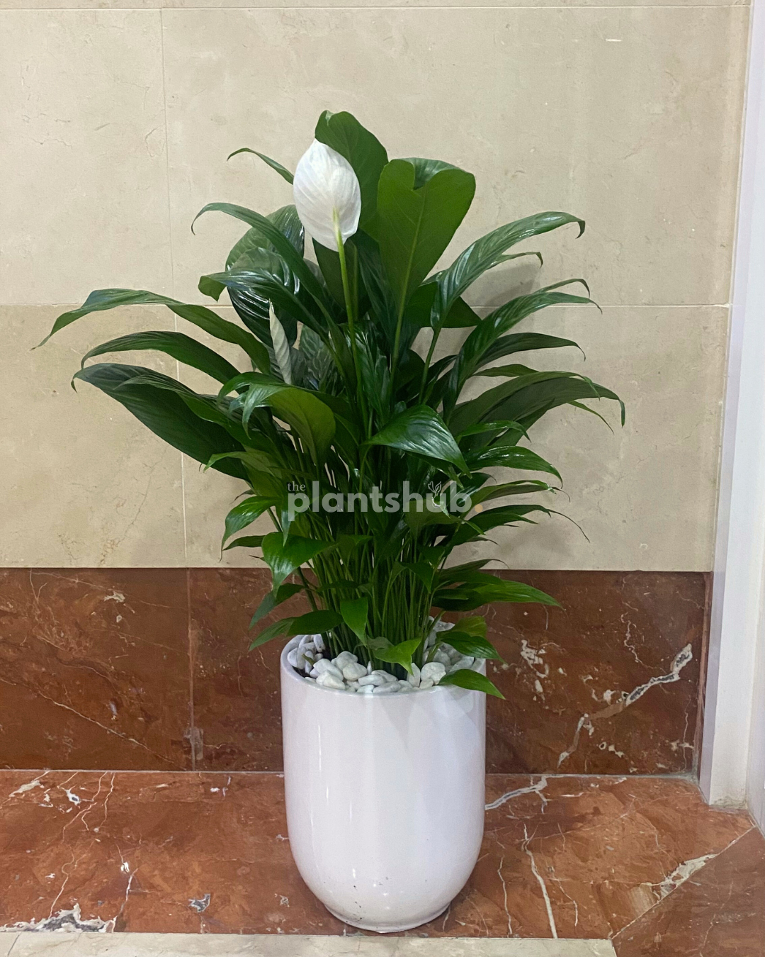 Peace Lilly 60 cm in Ceramic Pot