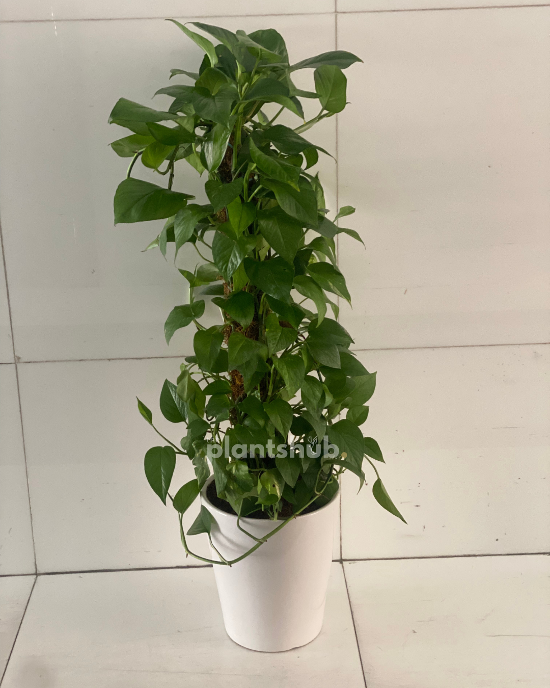 Money Plant in  White Ceramic Pot