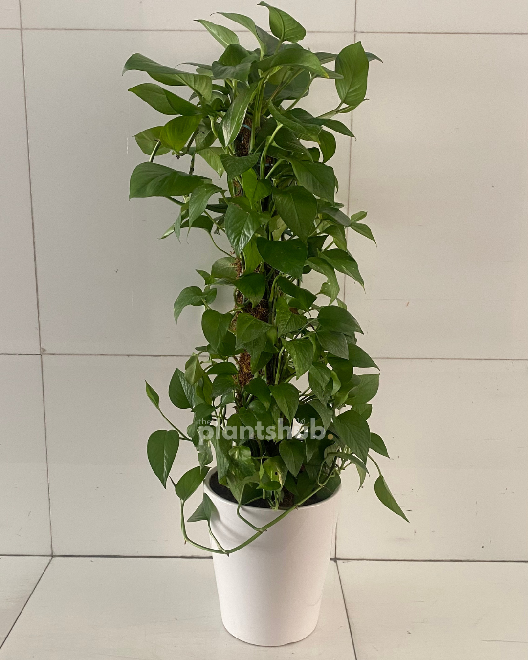 Money Plant in  White Ceramic Pot