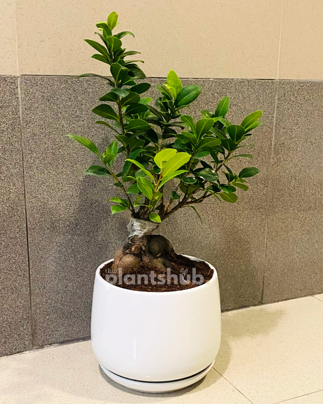 Bonsai Medium in White Pot