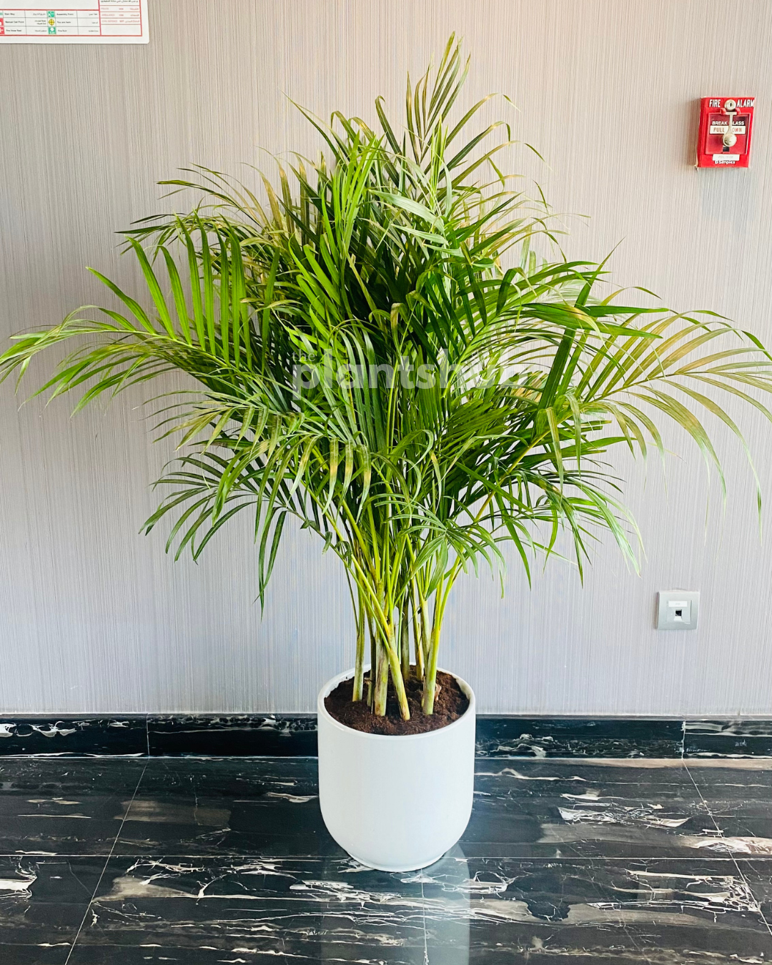 Areca Palm in White Pot