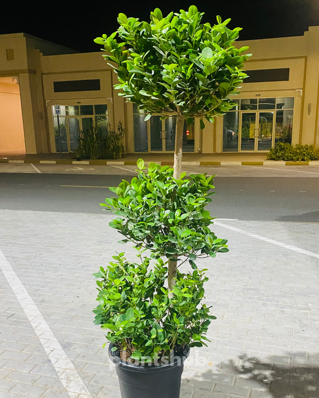 Ficus Panda Triple Head