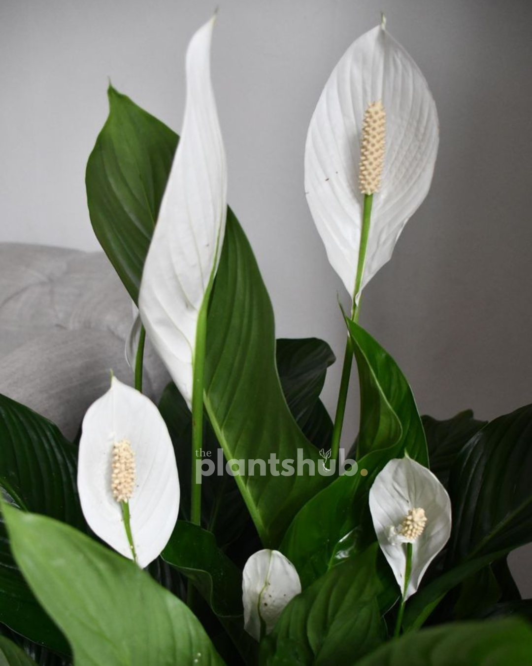 Peace Lilly 90 cm XL - Holland