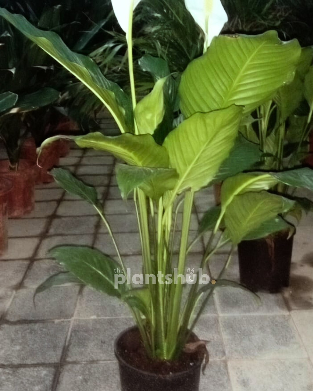 Peace Lilly 90 cm XL - Holland