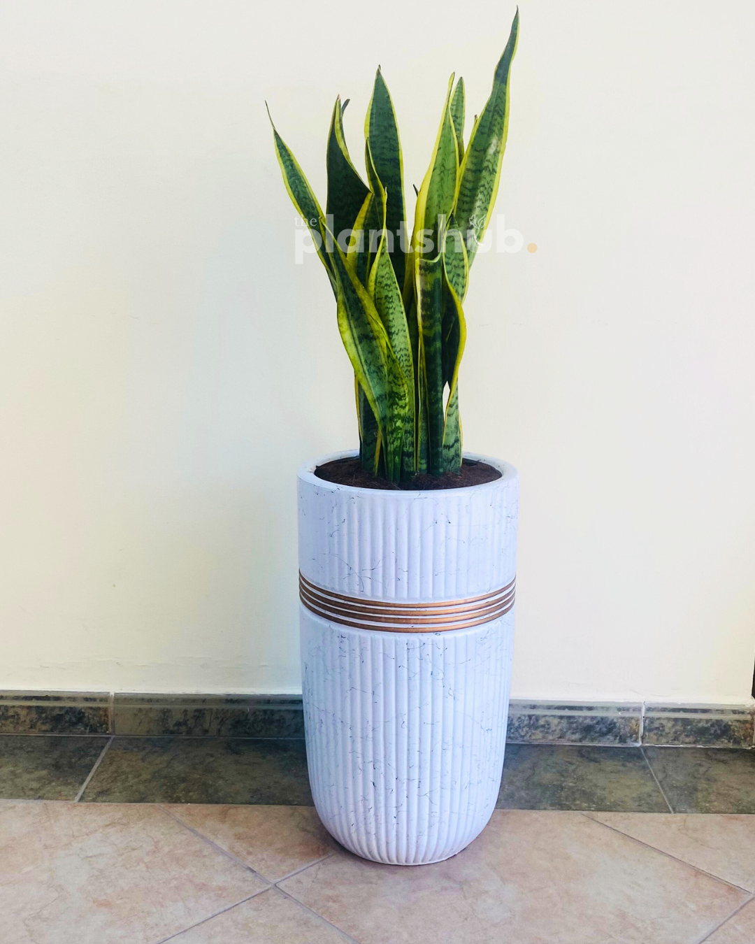 Snake Plant Large in White Golden Circle Pot