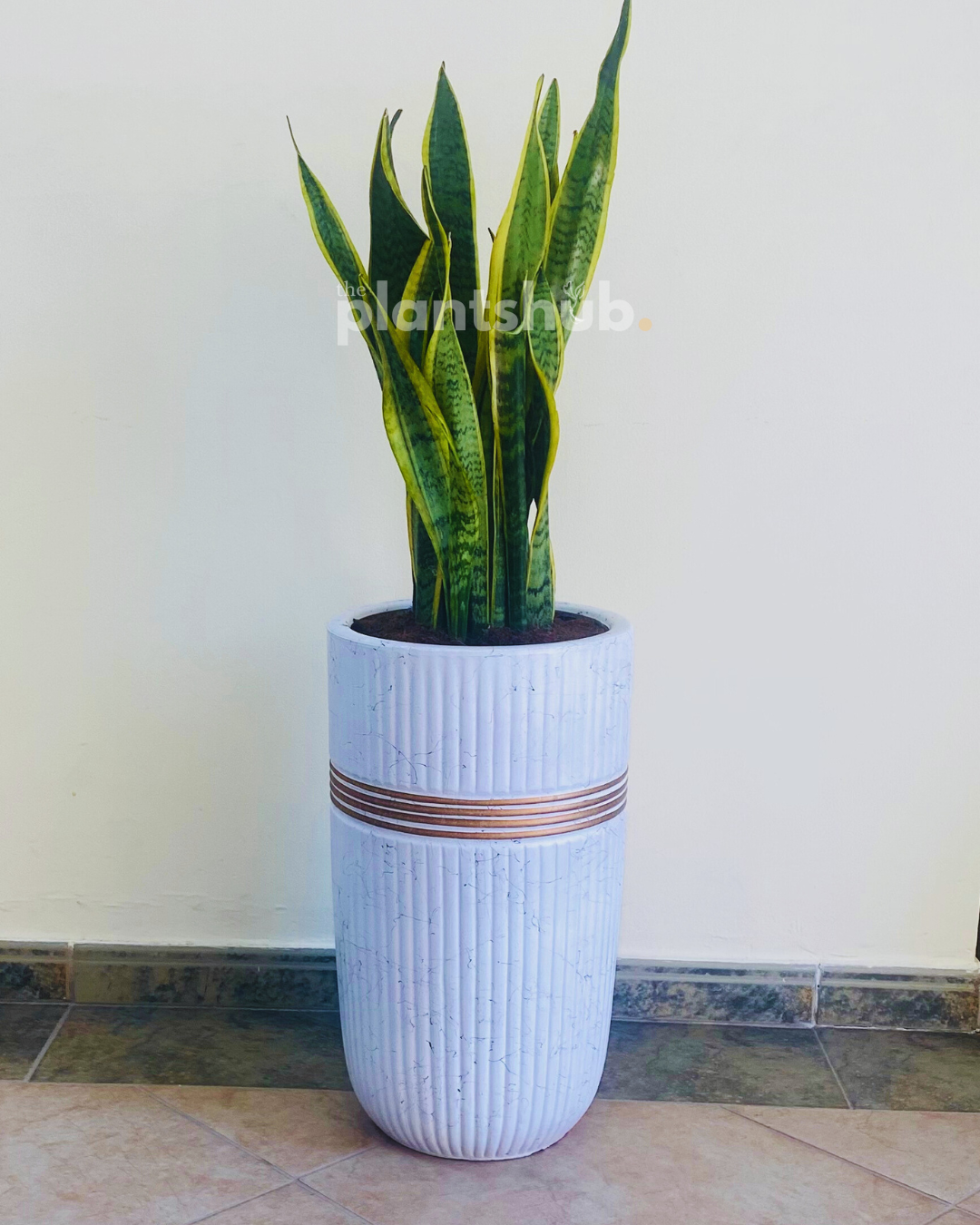 Snake Plant Large in White Golden Circle Pot