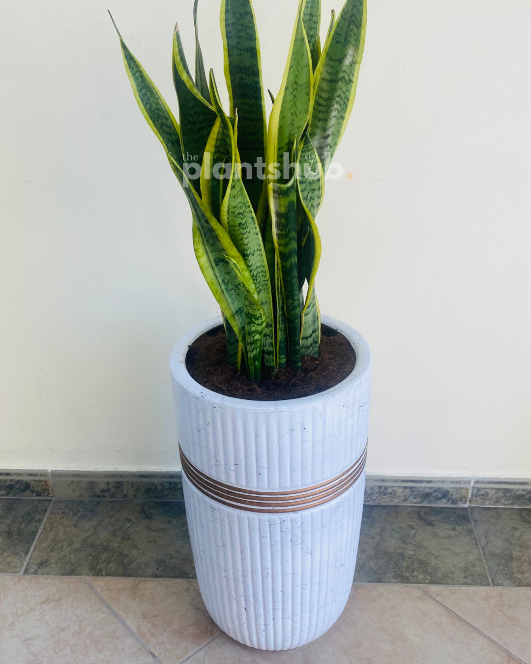 Snake Plant Large in White Golden Circle Pot