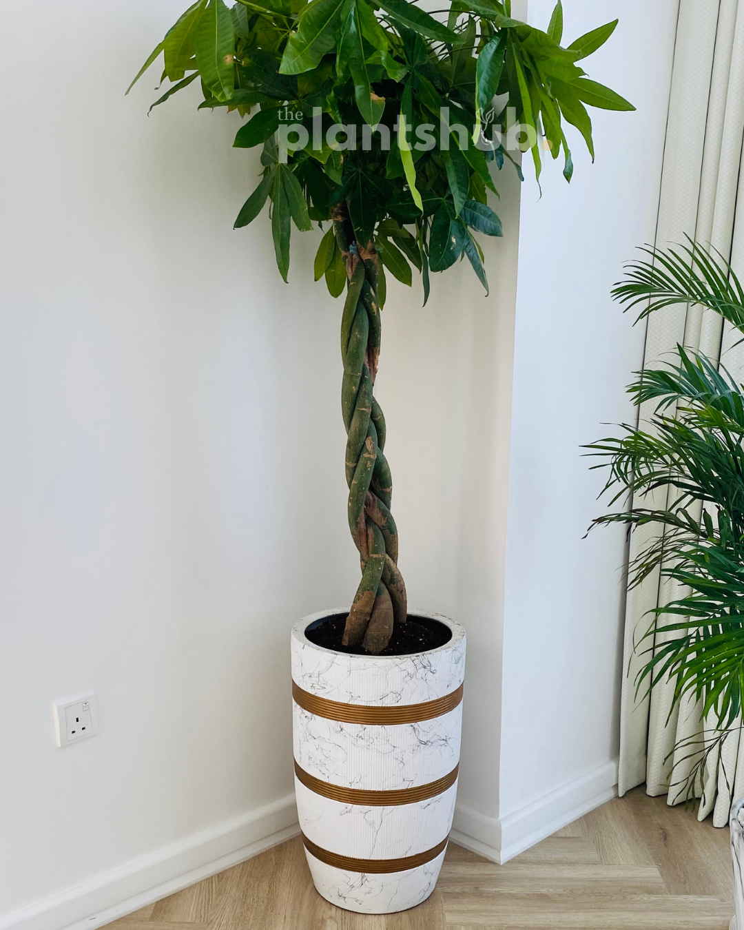 Twisted Money Tree Pachira in Large White Gold Pot