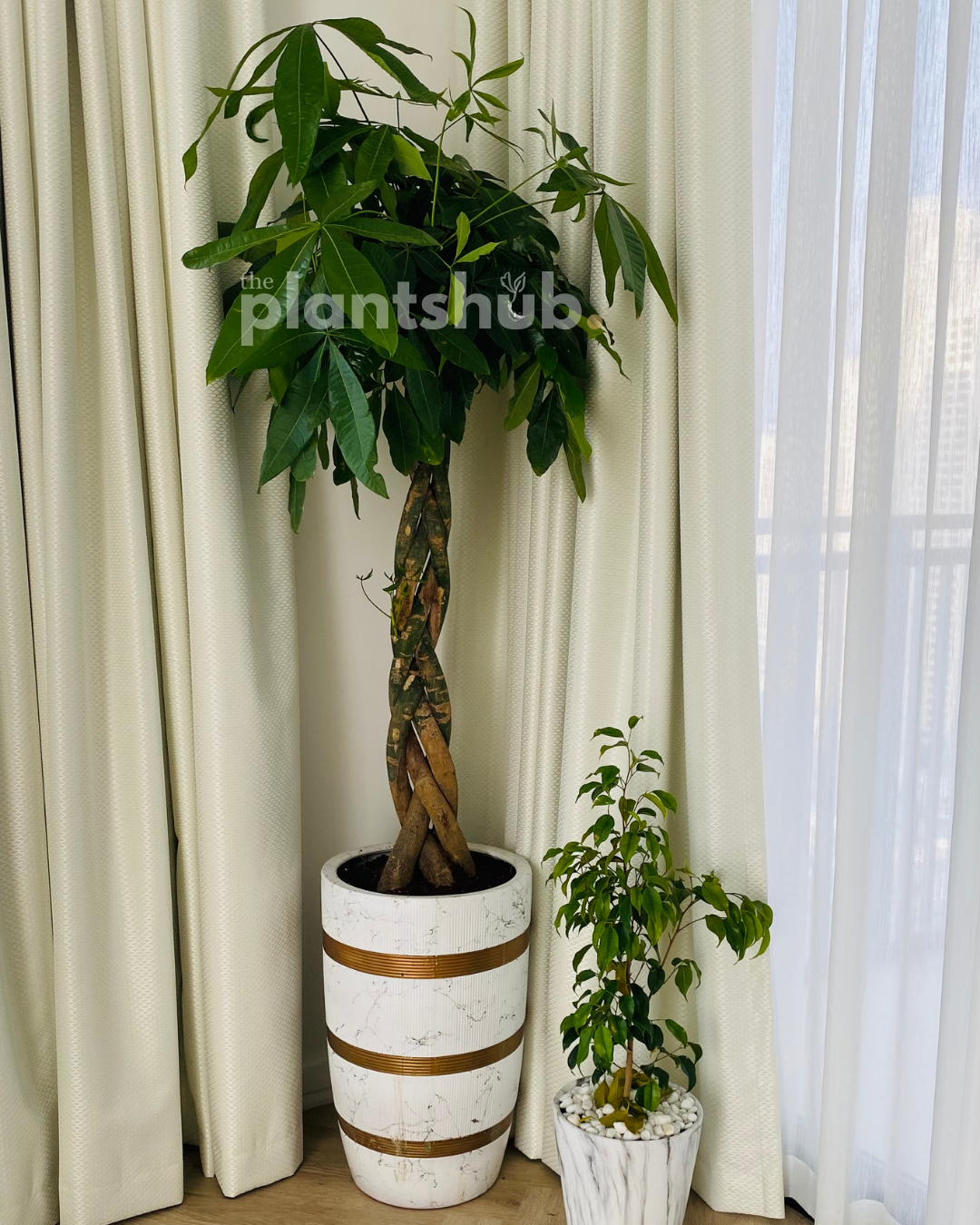 Twisted Money Tree Pachira in Large White Gold Pot