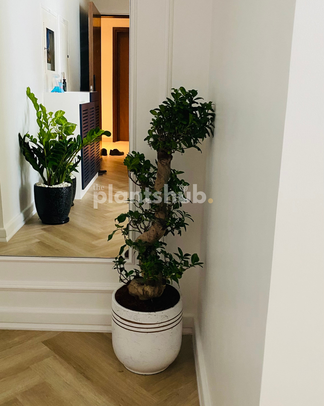 Bonsai Large in Amber Ceramic Pot