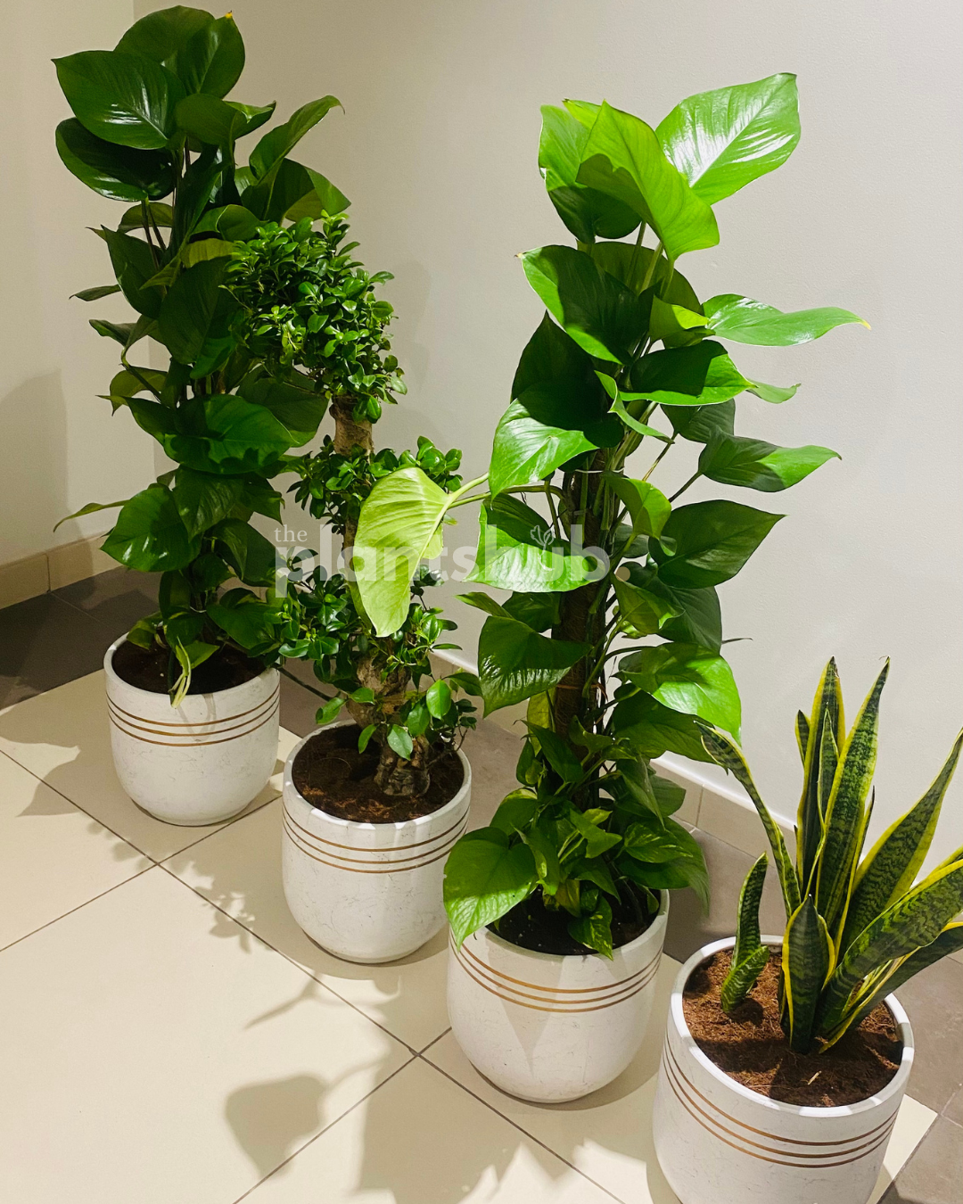 Combo of Refreshment Plants