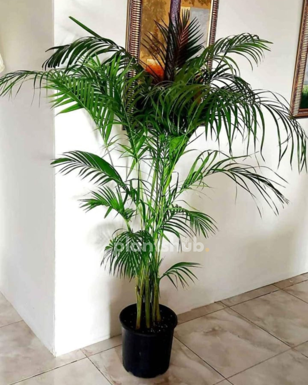 Areca Palm Large