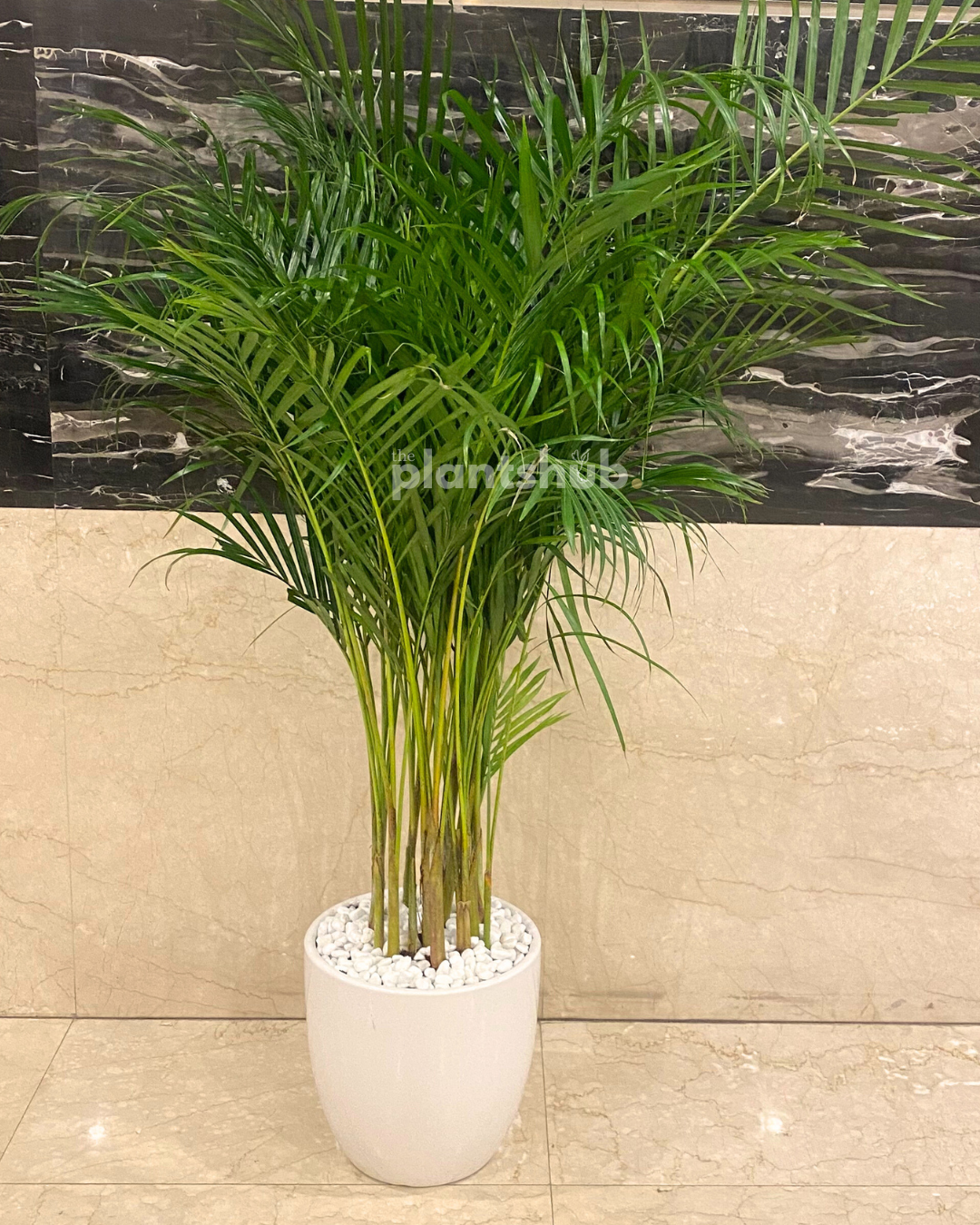 Areca Palm in White Pot