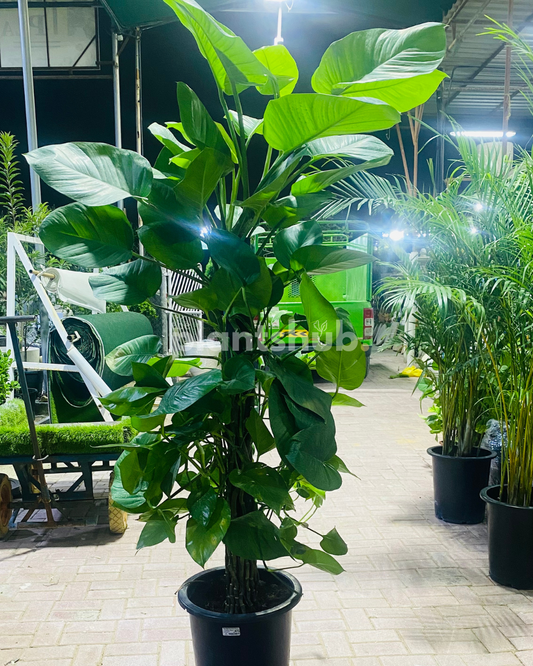 Money Plant XL 160 - 180 cm