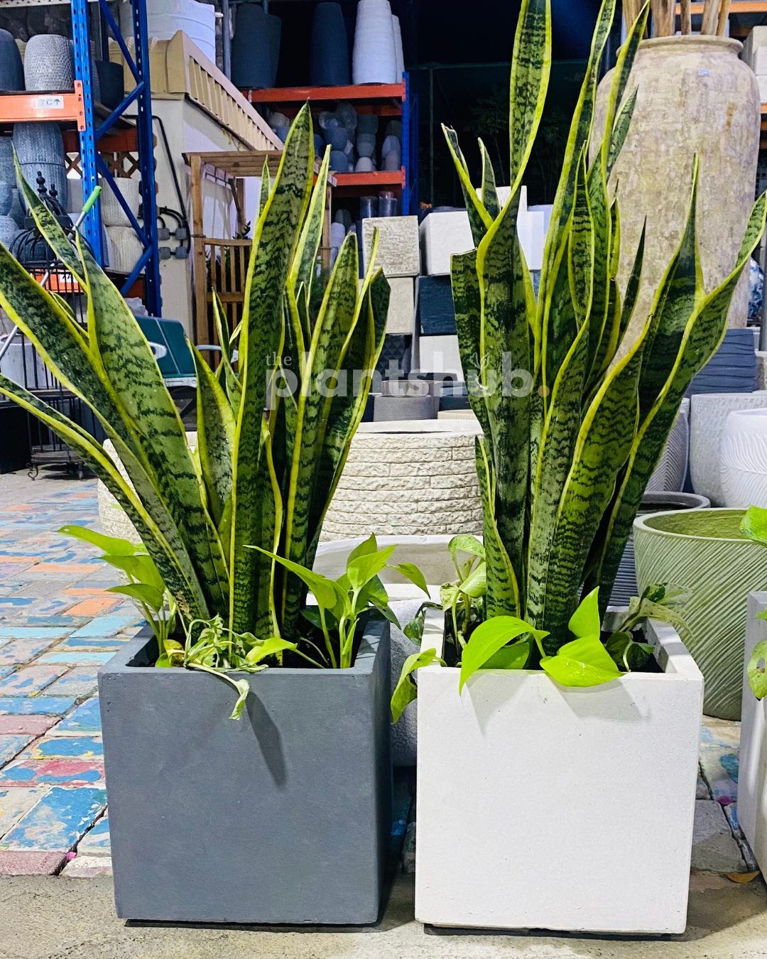 Snake Plant Medium in Square Pot