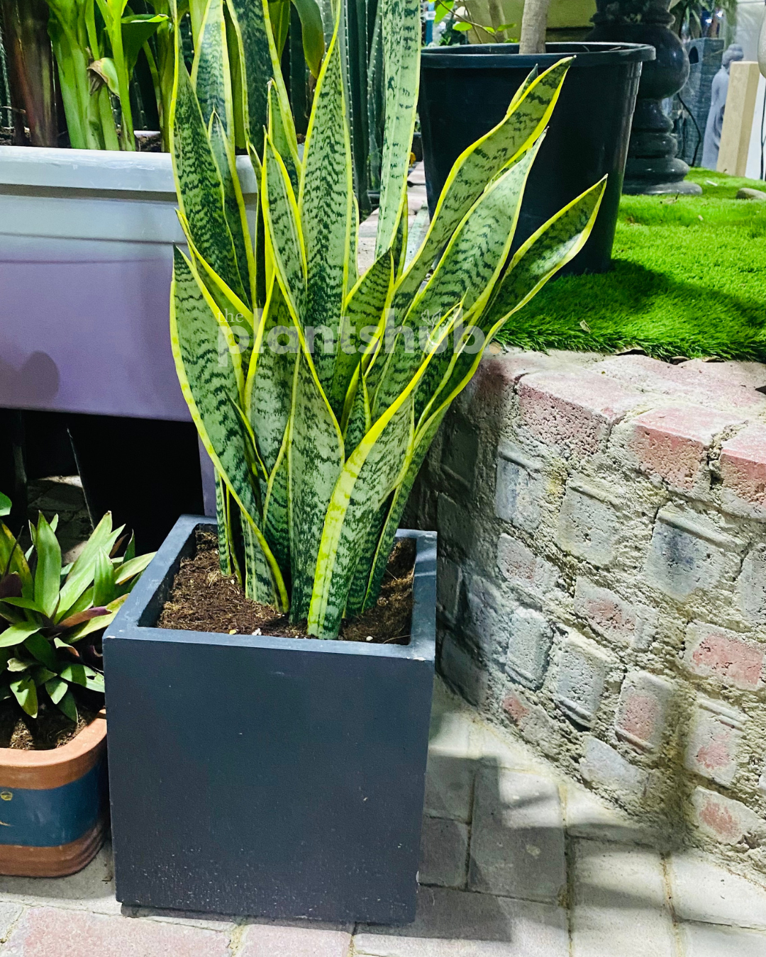 Snake Plant Medium in Square Pot