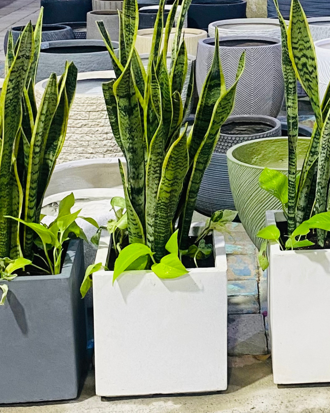 Snake Plant Medium in Square Pot