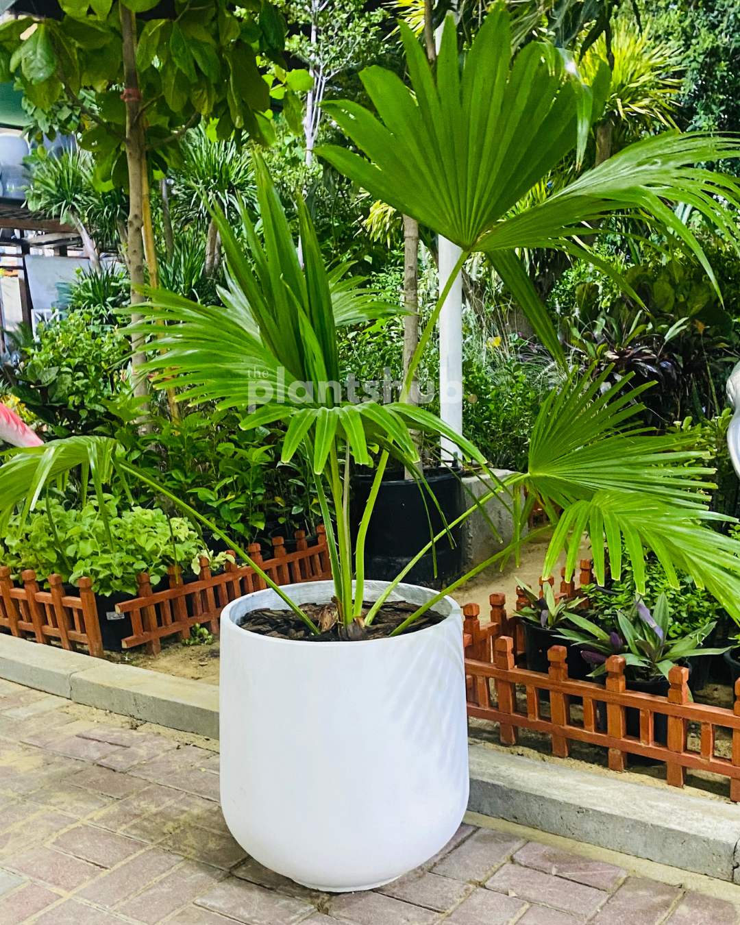 Livistonia Palm in Fibre Pot