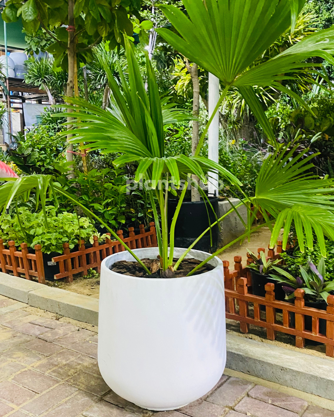 Livistonia Palm in Fibre Pot